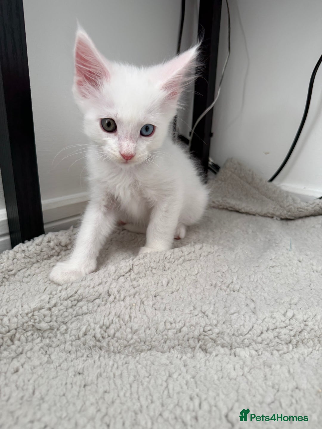 Maine Coon cats for sale: 2 Maine Coon kittens.  - Image 5