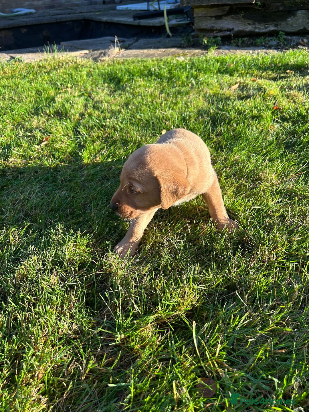 Labrador Retriever dogs for sale: Fox Red Labrador Puppies for Sale - Advert 20