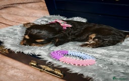 Cocker Spaniel dogs for sale: STUNNING LITTER OF KC SHOW COCKER SPANIEL PUPS!  - Image 20