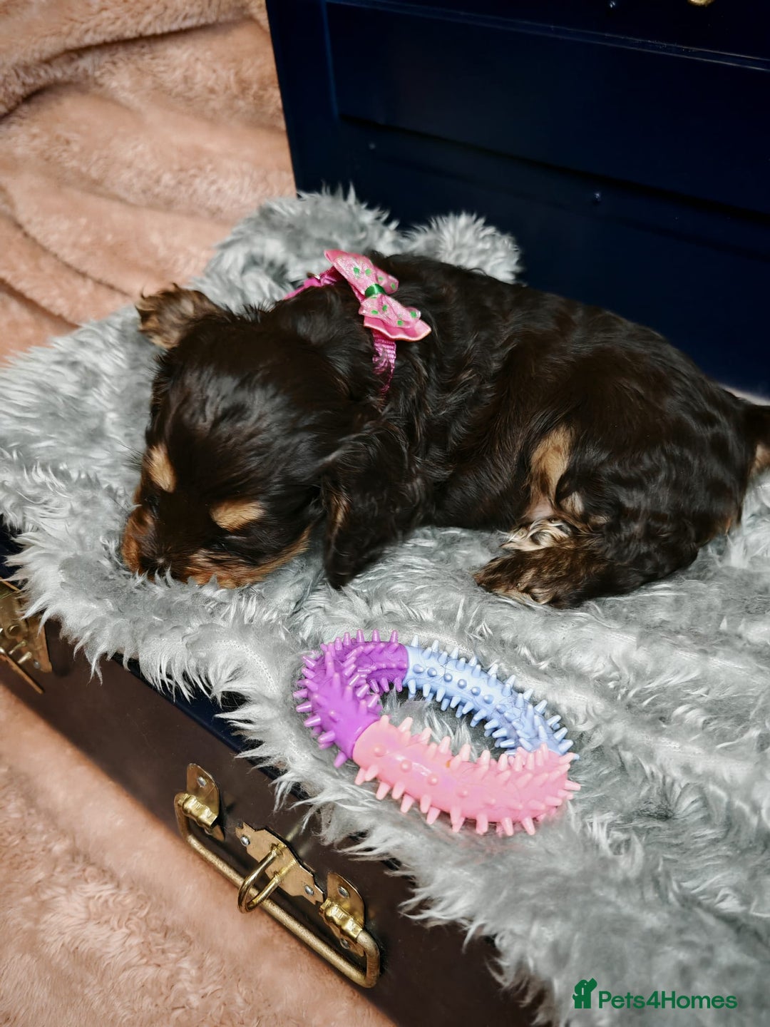 Cocker Spaniel dogs for sale: STUNNING LITTER OF KC SHOW COCKER SPANIEL PUPS!  - Image 20