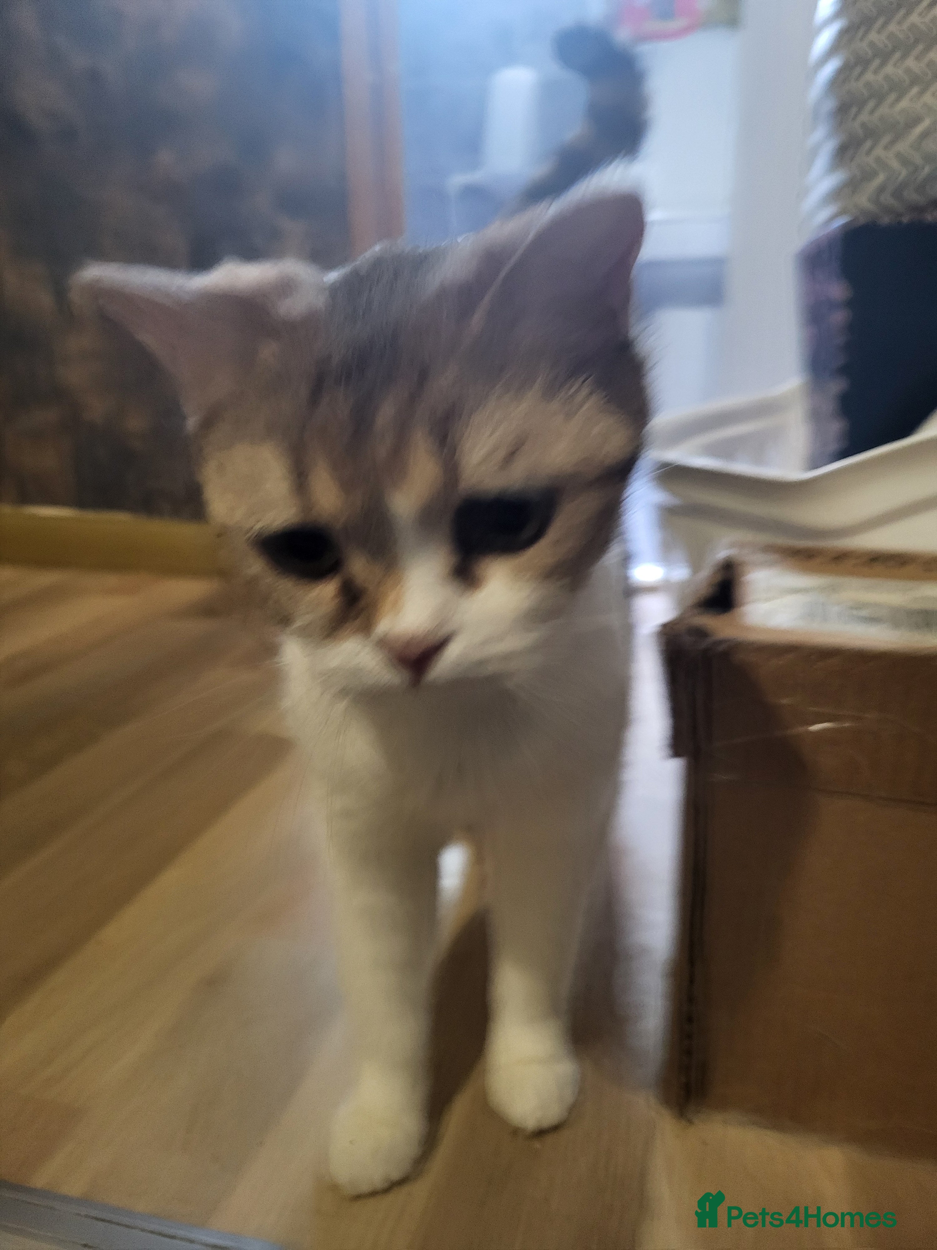 Mixed Breed cats one white female and 2 male blue british shorthair - Advert 1