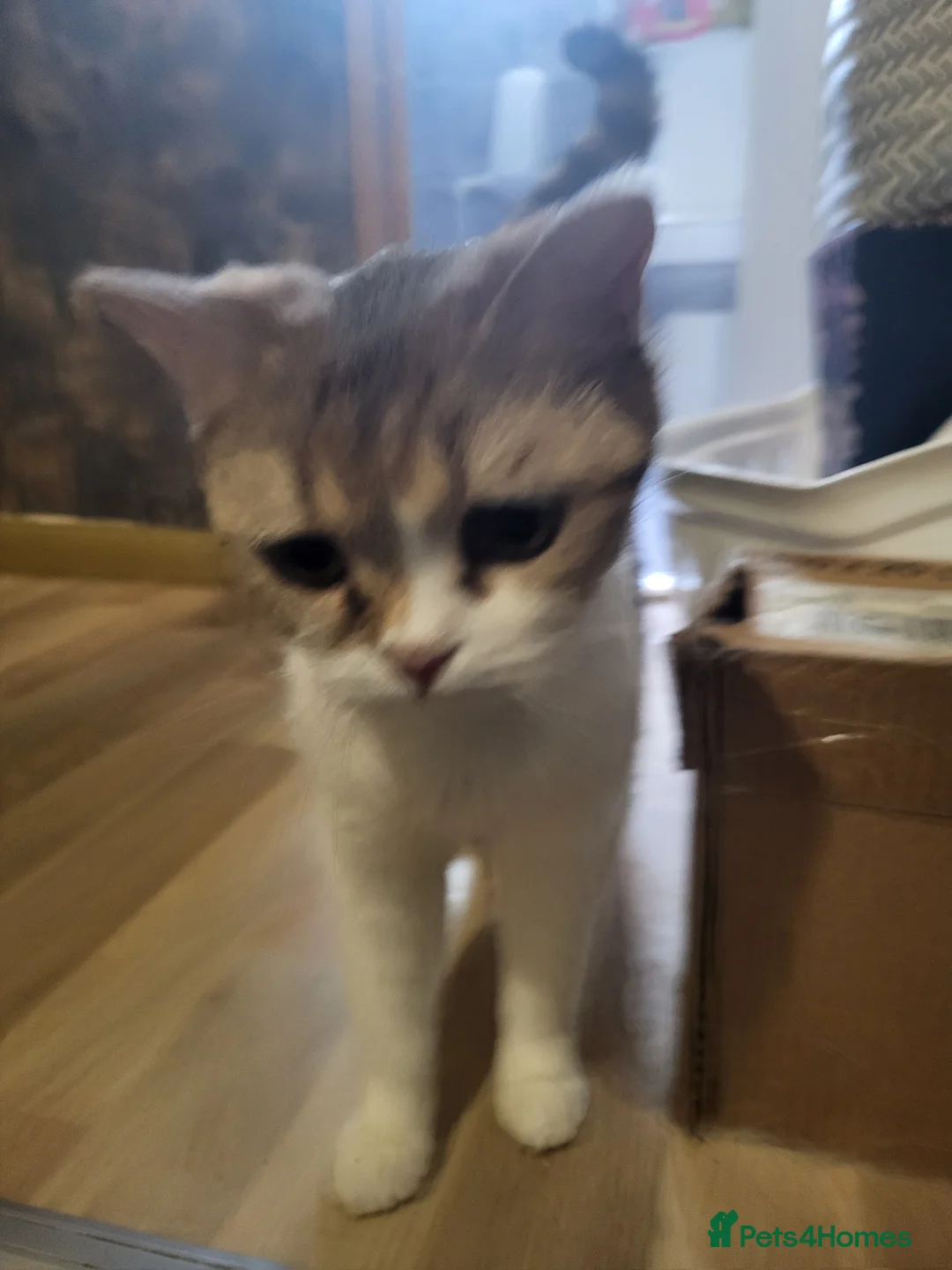 Mixed Breed cats for sale: one white female and 2 male blue british shorthair - Advert 1