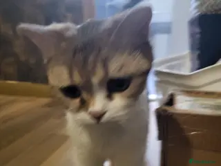 Mixed Breed cats one white female and 2 male blue british shorthair - Advert 1