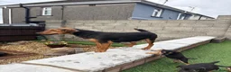Mixed Breed dogs for sale: Border lakeland Russell pups for sale in Merthyr Tydfil - Advert 8
