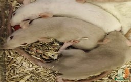 Rat rodents for sale: Very friendly baby rats, including dumbo Siamese  - Image 8