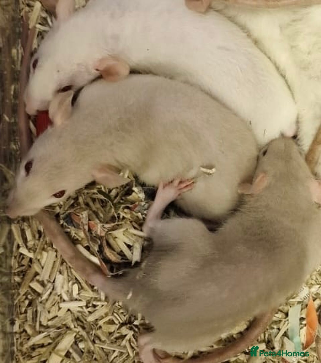 Rat rodents for sale: Very friendly baby rats, including dumbo Siamese  - Image 8