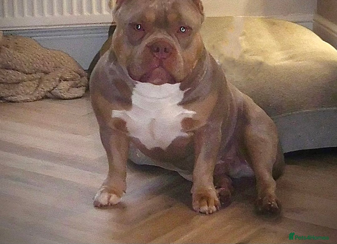 American Bully dogs for sale: ABKC pocket bullys lilac tri - Image 9