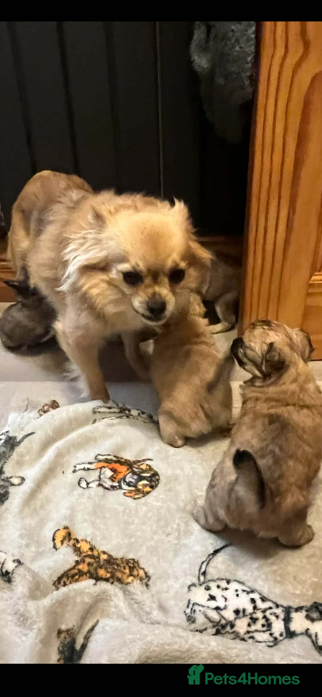 Chihuahua dogs for sale: Long coated chihuahua puppies  - Advert 2