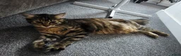 Mixed Breed cats for sale: Beautiful Mixed Breed  in Stoke-on-Trent - Advert 5