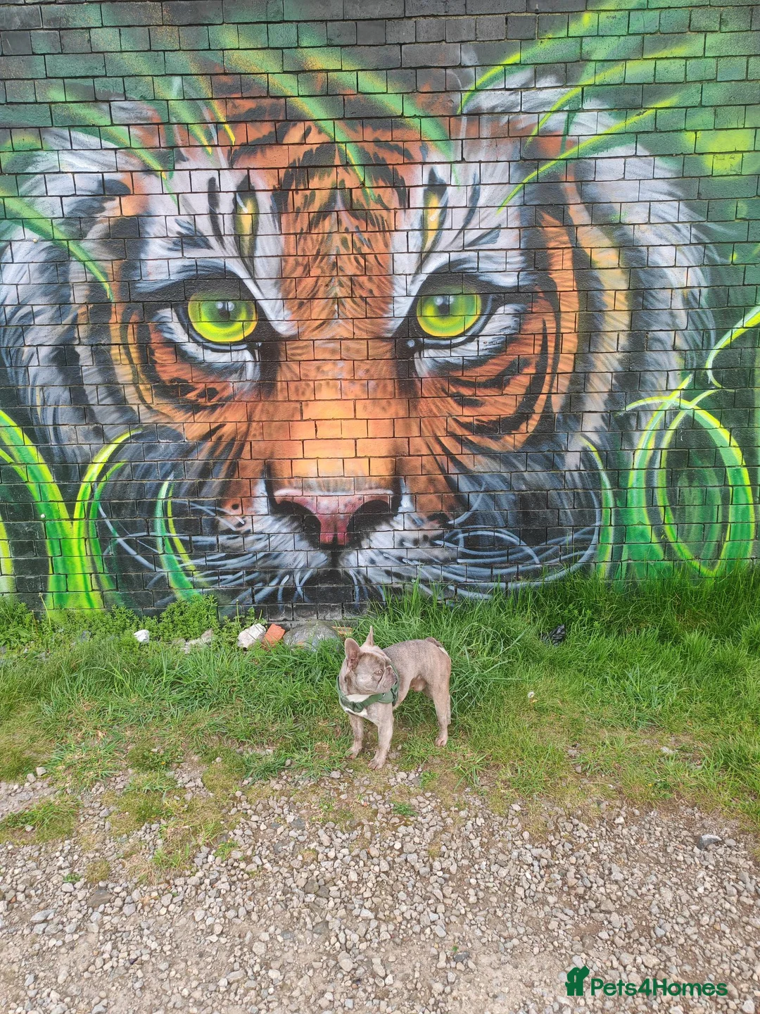 French Bulldog dogs for stud: Louie (VIKKILOUS OPULENT OLIVIER) in Workington - Advert 8