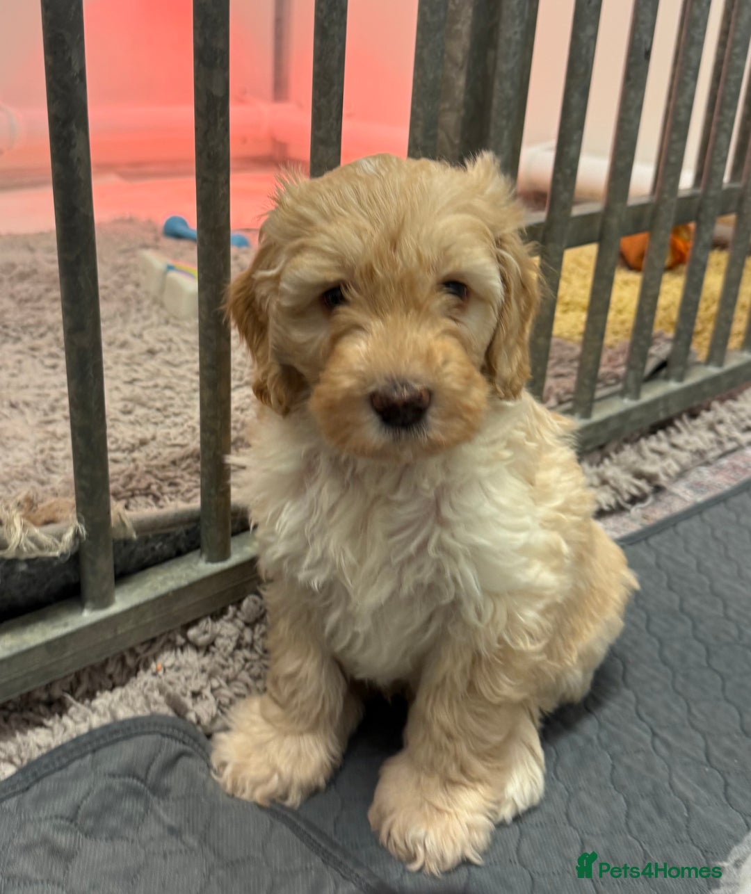 Sproodle dogs for sale: F2b Sproodle Puppies 2 boys and 1 girl remaining - Advert 1