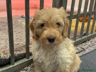 Sproodle dogs F2b Sproodle Puppies 2 boys and 1 girl remaining - Advert 1