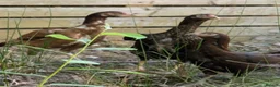 Hens poultry for sale: Pure Aseel Chickens –Cocks, Hens & Pairs Available - Advert 3