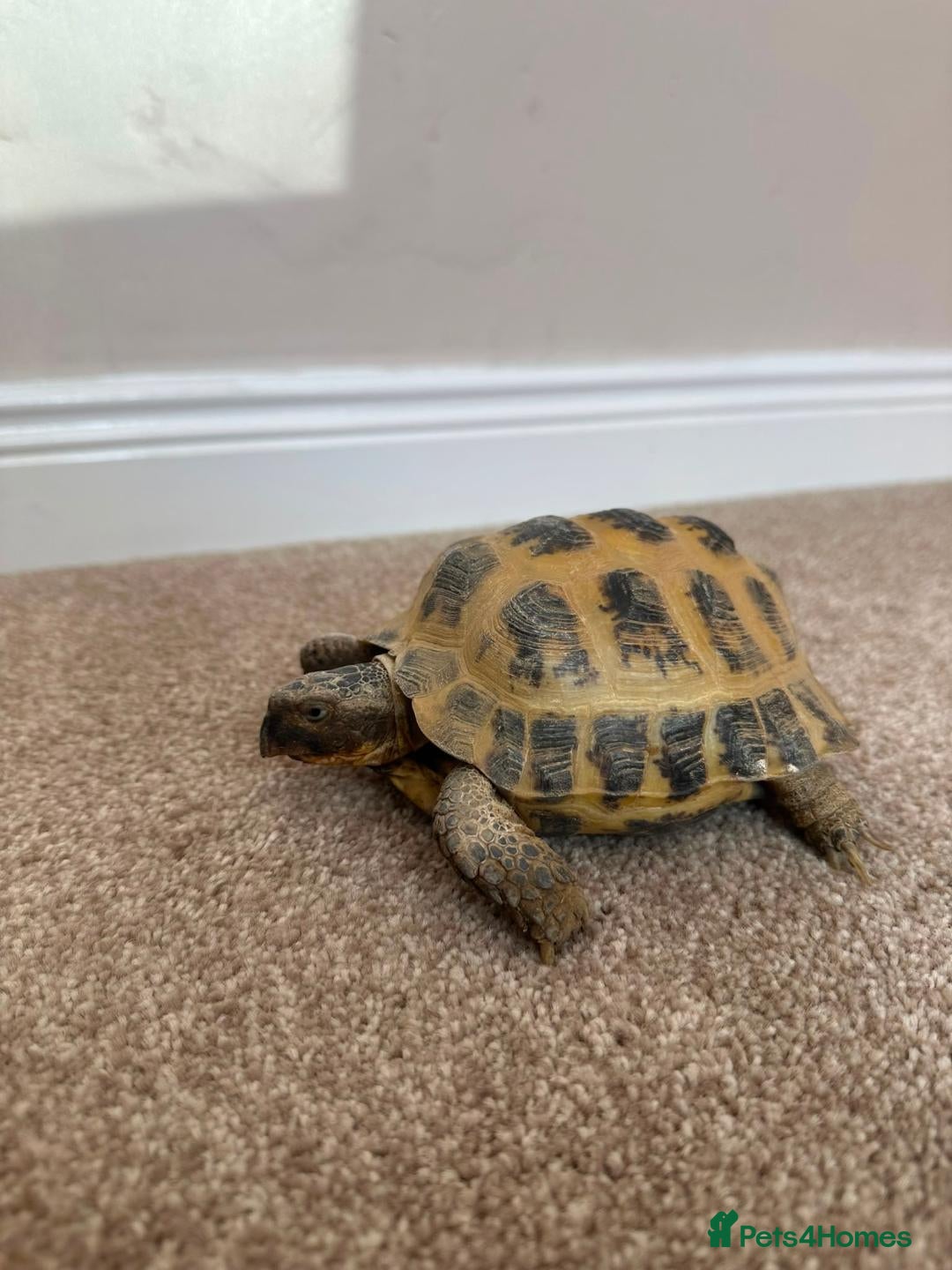 Tortoise reptiles Horsfield Tortoise - Advert 1
