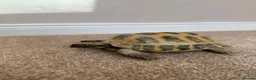 Tortoise reptiles for sale: Horsfield Tortoise in Runcorn - Advert 1