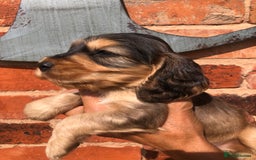 Cocker Spaniel dogs for sale: Pure beautiful show cocker spaniel puppies  - Image 20