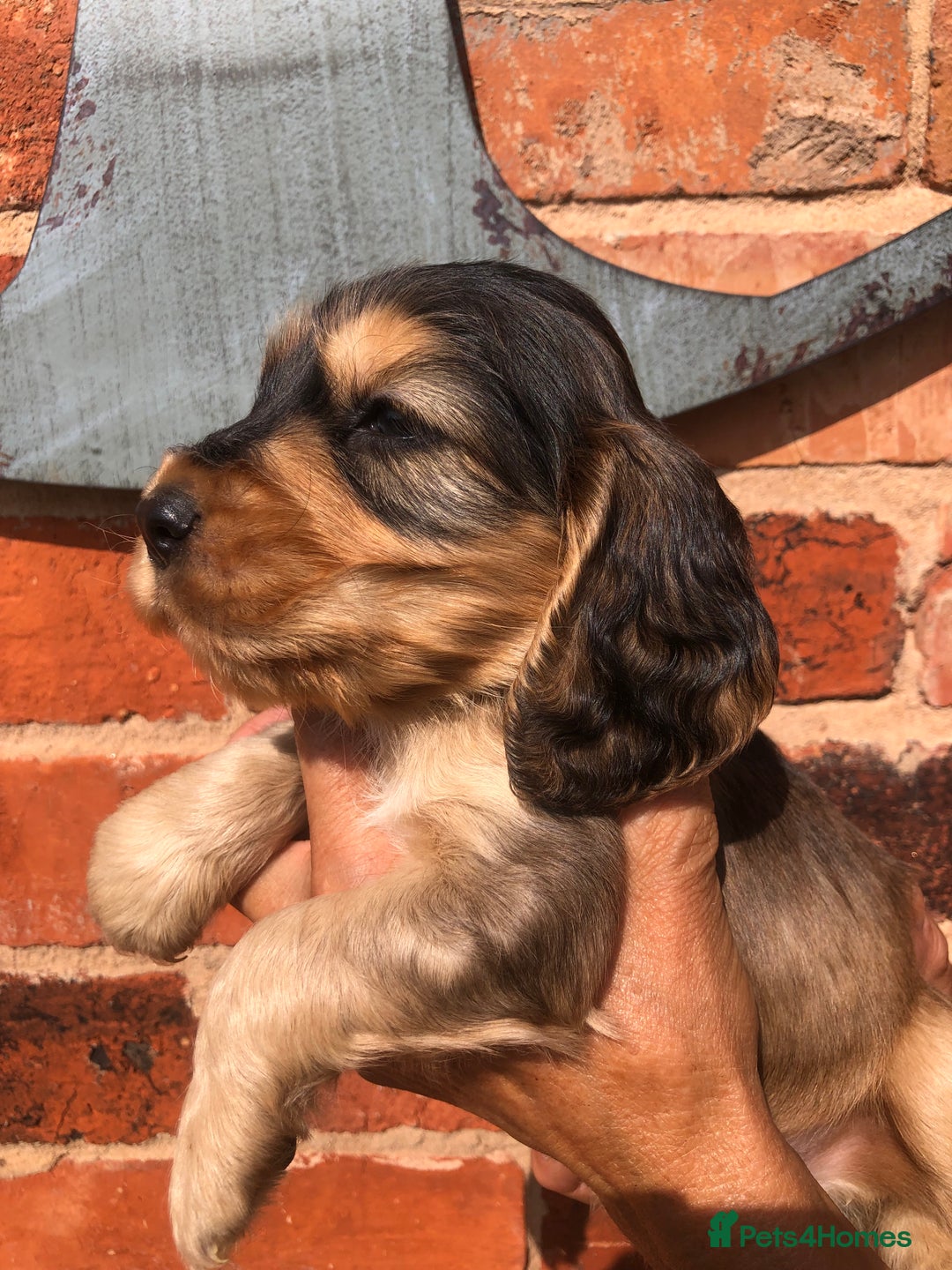 Cocker Spaniel dogs for sale: Pure beautiful show cocker spaniel puppies  - Image 20