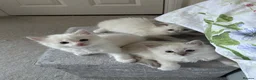 Ragdoll cats for sale: 3 Ragdoll kittens, two boys left - Advert 21