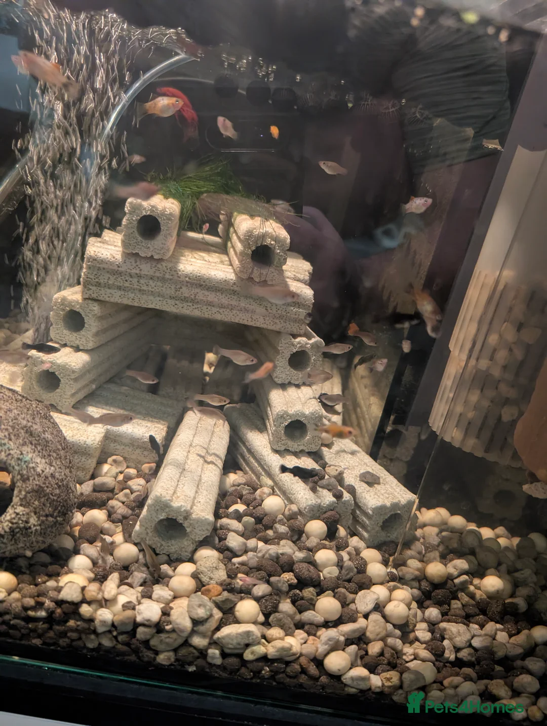 Mollies fish for sale: Mollie and platty babies in Littleborough - Advert 2