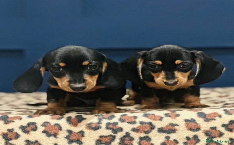 Miniature Dachshund dogs - Advert 16