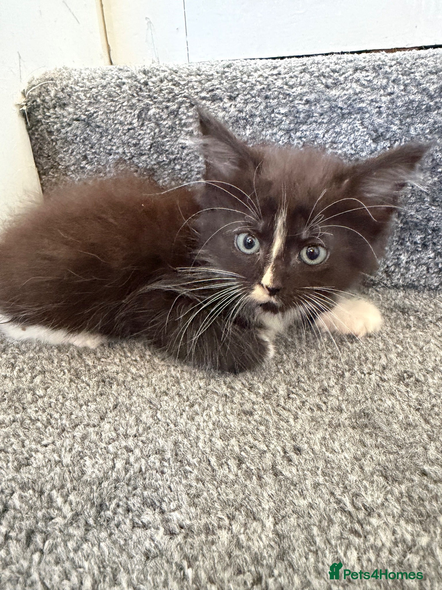 Maine Coon cats Maincoon kittens  - Advert 2