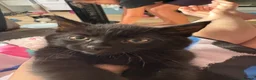 Mixed Breed cats for sale: female short haired kitten  - Advert 3