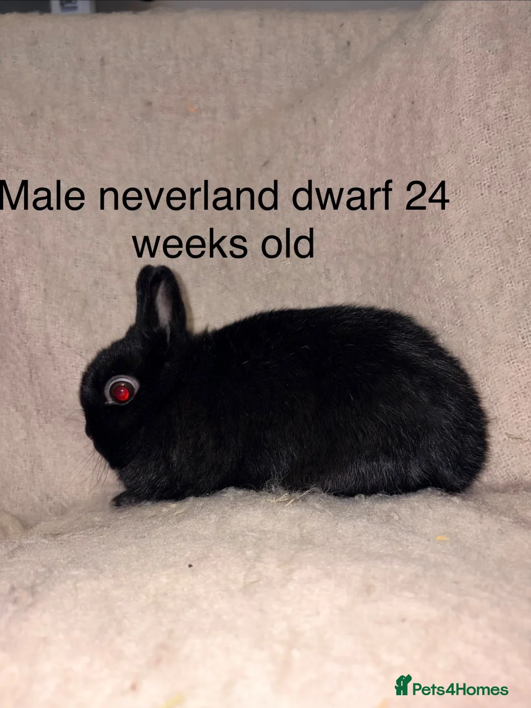 Mixed Breed rabbits for sale: 3 male rabbits please read the add for information - Advert 2