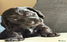 Cocker Spaniel dogs for sale: KC Reg Show cocker spaniel pups - Image 1