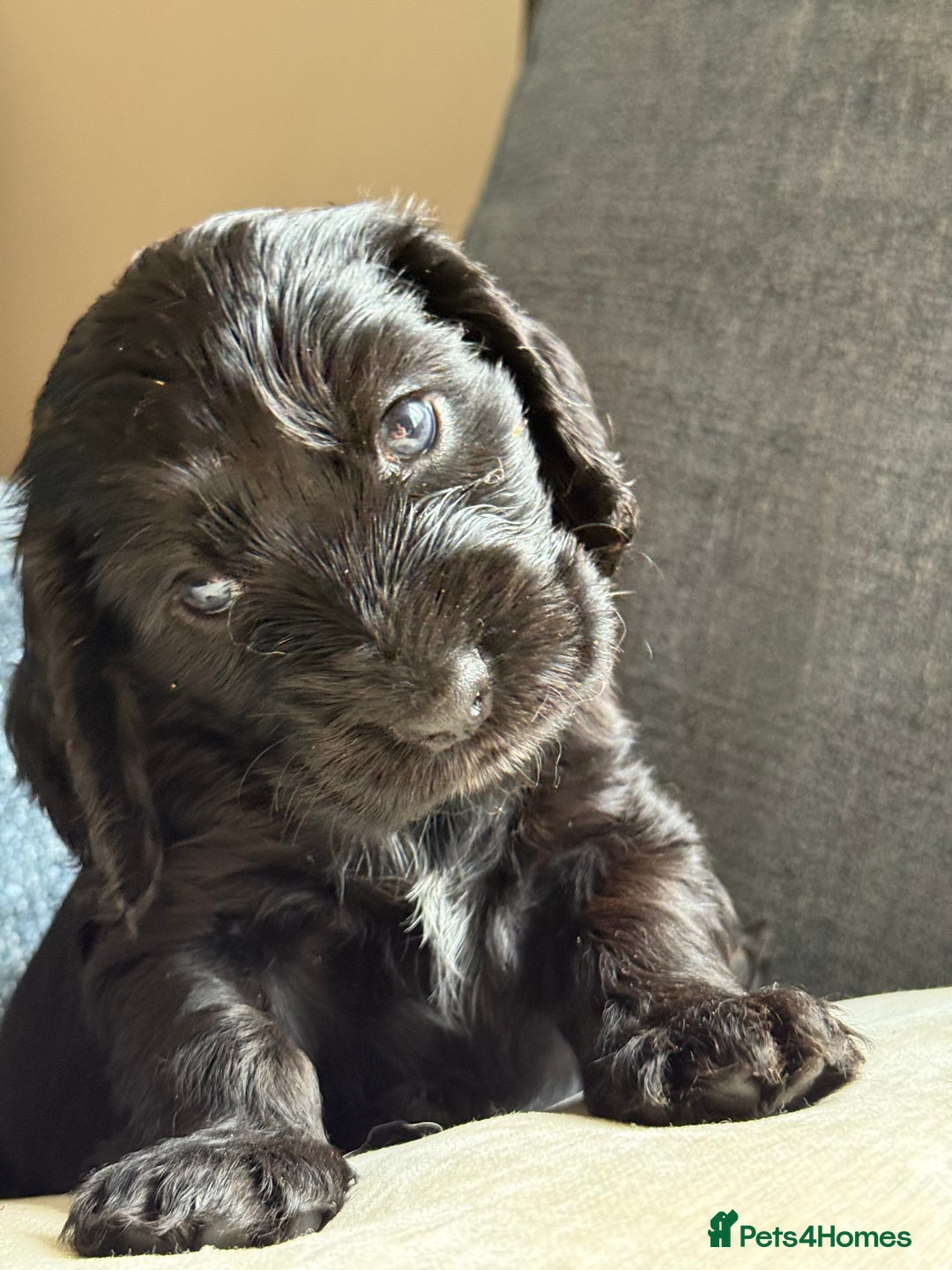 Cocker Spaniel dogs for sale: KC Reg Show cocker spaniel pups - Image 1