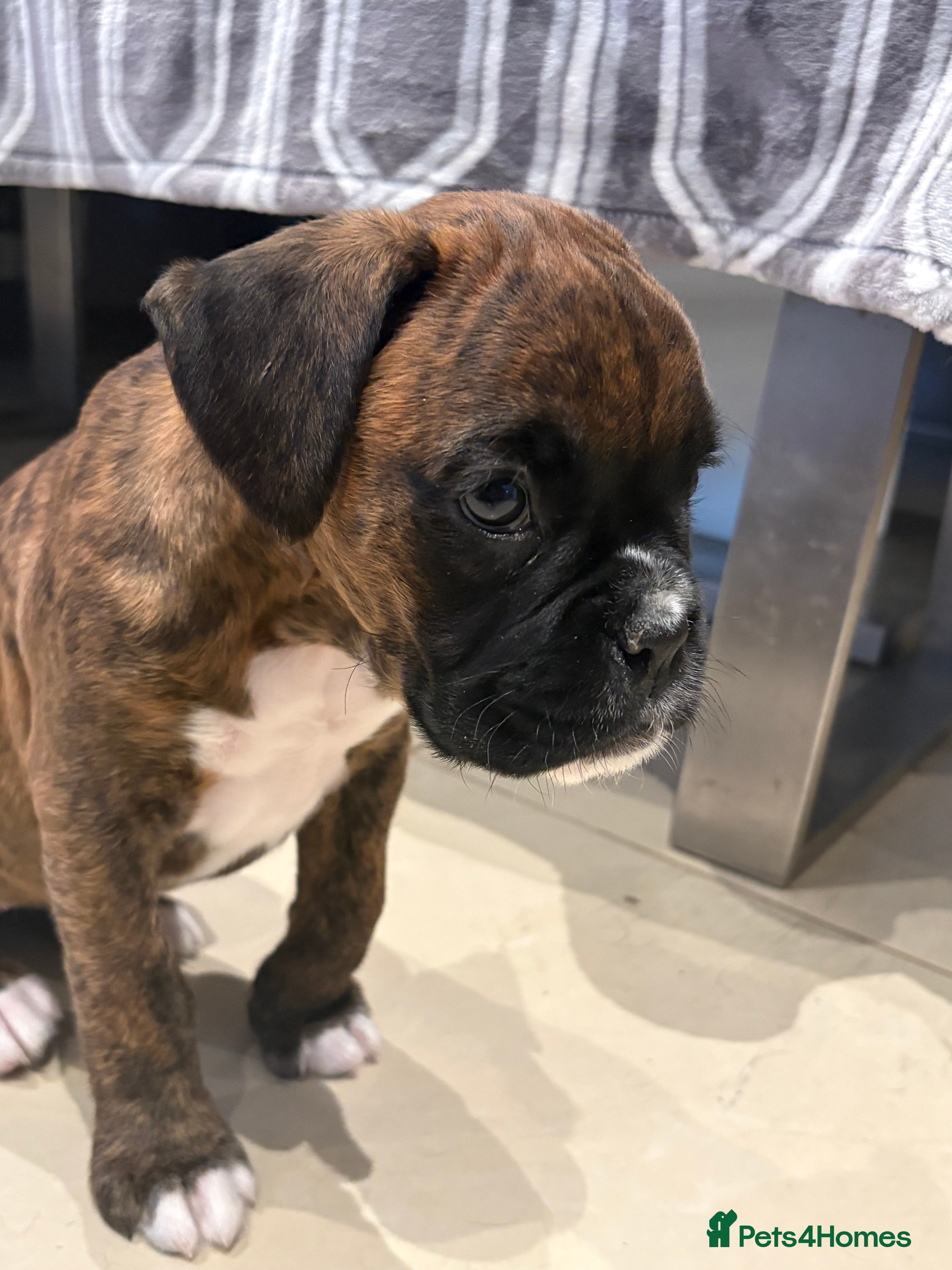 Boxer dogs READY NOW. LAST GIRL 🐶  - Advert 6