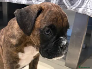 Boxer dogs READY NOW. LAST GIRL 🐶 - Advert 6