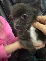 Chihuahua dogs Long haired chihuahua’s - Advert 1