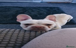 French Bulldog dogs for sale: Mal3 French bulldog  - Image 3