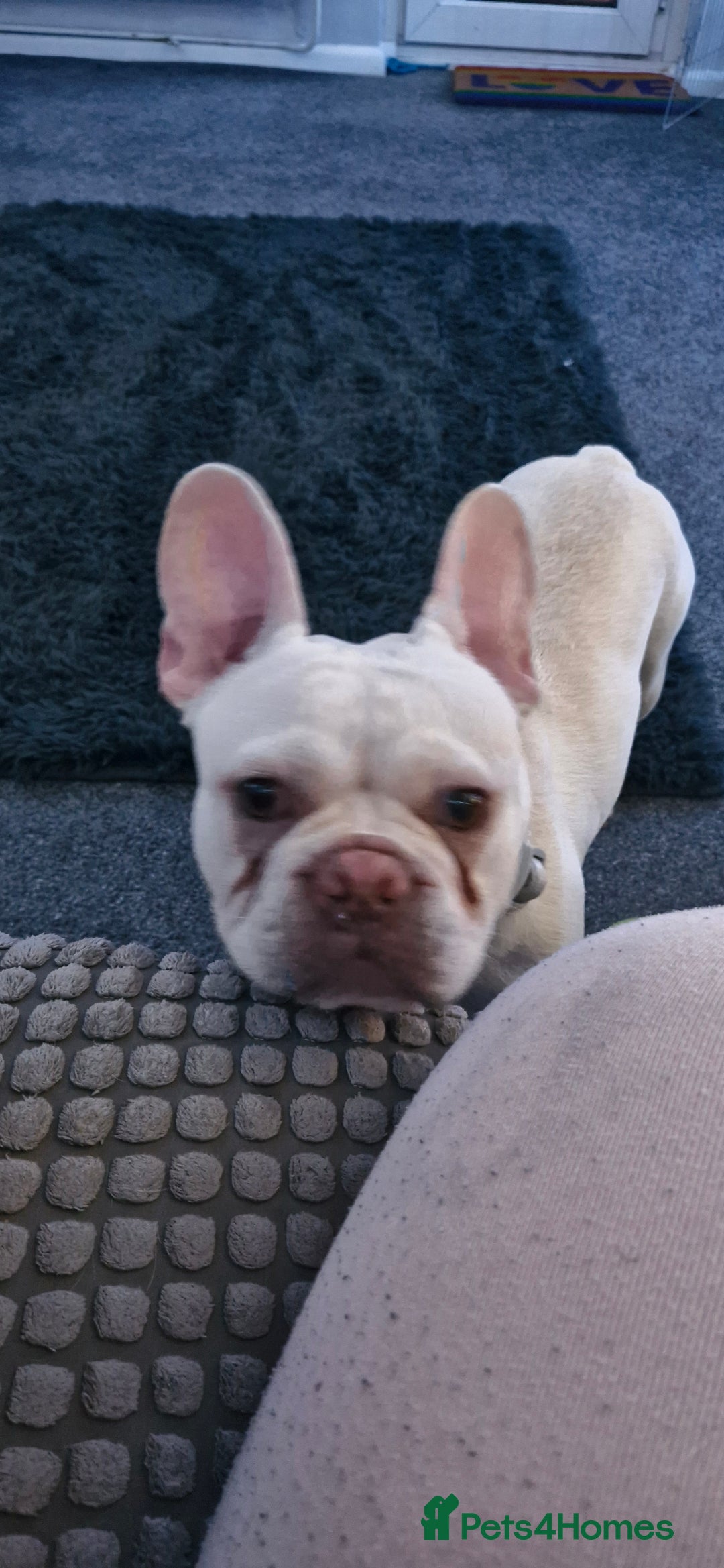 French Bulldog dogs for sale: Mal3 French bulldog  - Image 3