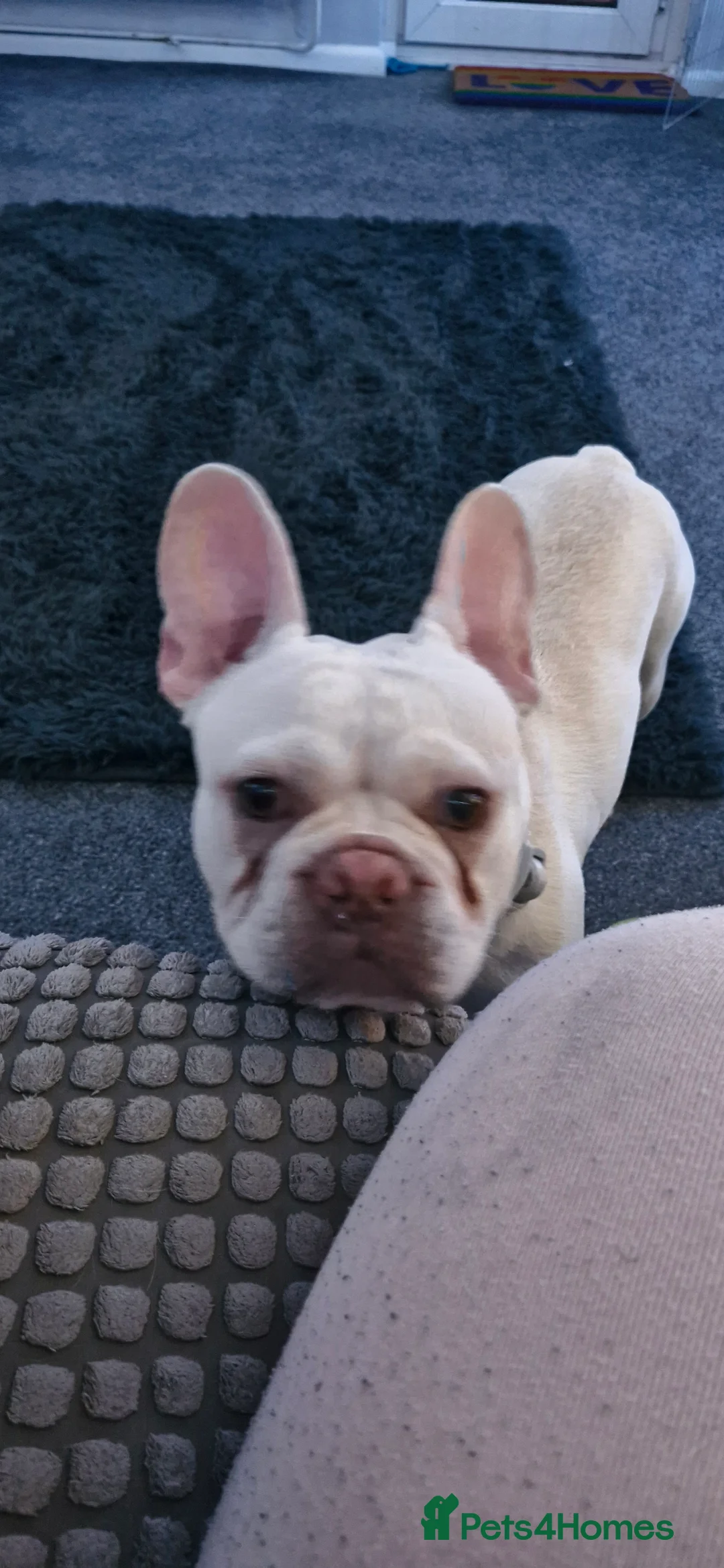 French Bulldog dogs for sale: Mal3 French bulldog  - Advert 3