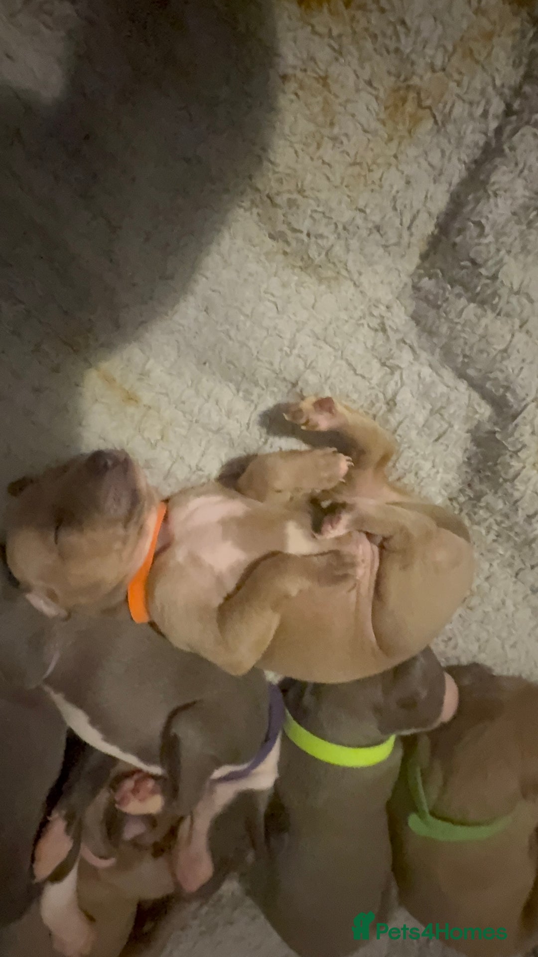 Italian Greyhound dogs for sale: KC registered Perfect Italian greyhound puppies  - Advert 17