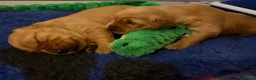 Golden Retriever dogs for sale: KC reg working golden retriever boys  - Advert 20