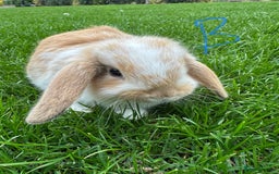 Mini Lop rabbits for sale: Mini Lop Rabbits For Sale  - Image 26