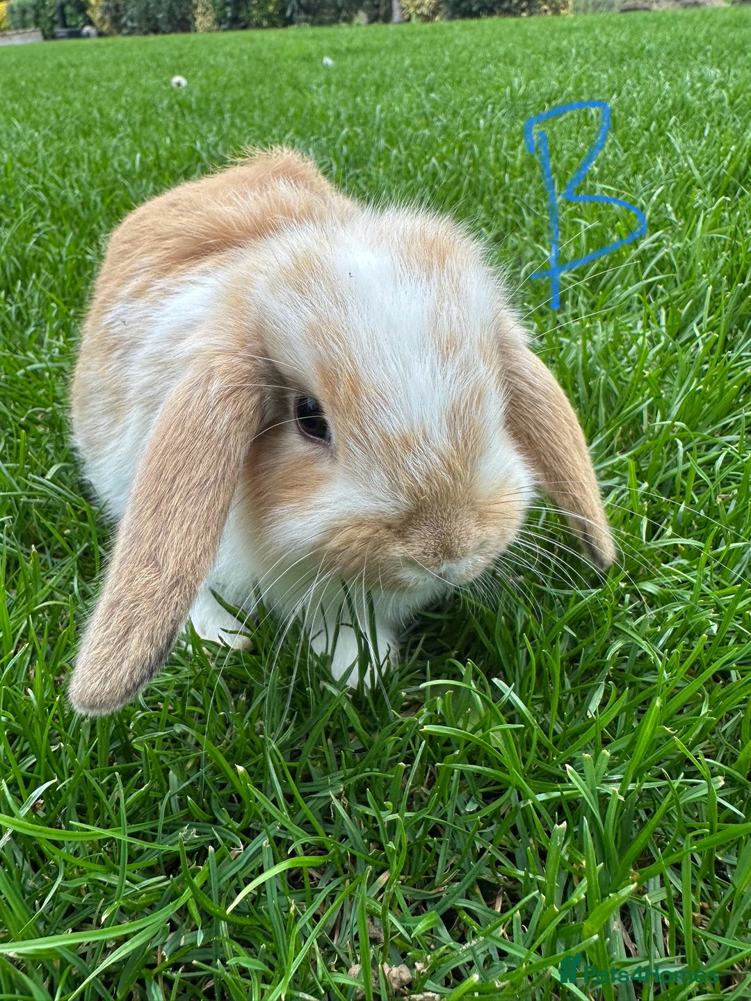 Mini Lop rabbits for sale: Mini Lop Rabbits For Sale  - Image 26