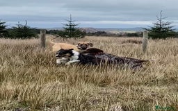 Great Dane dogs for sale: KC Reg Great Dane Female  - Image 22
