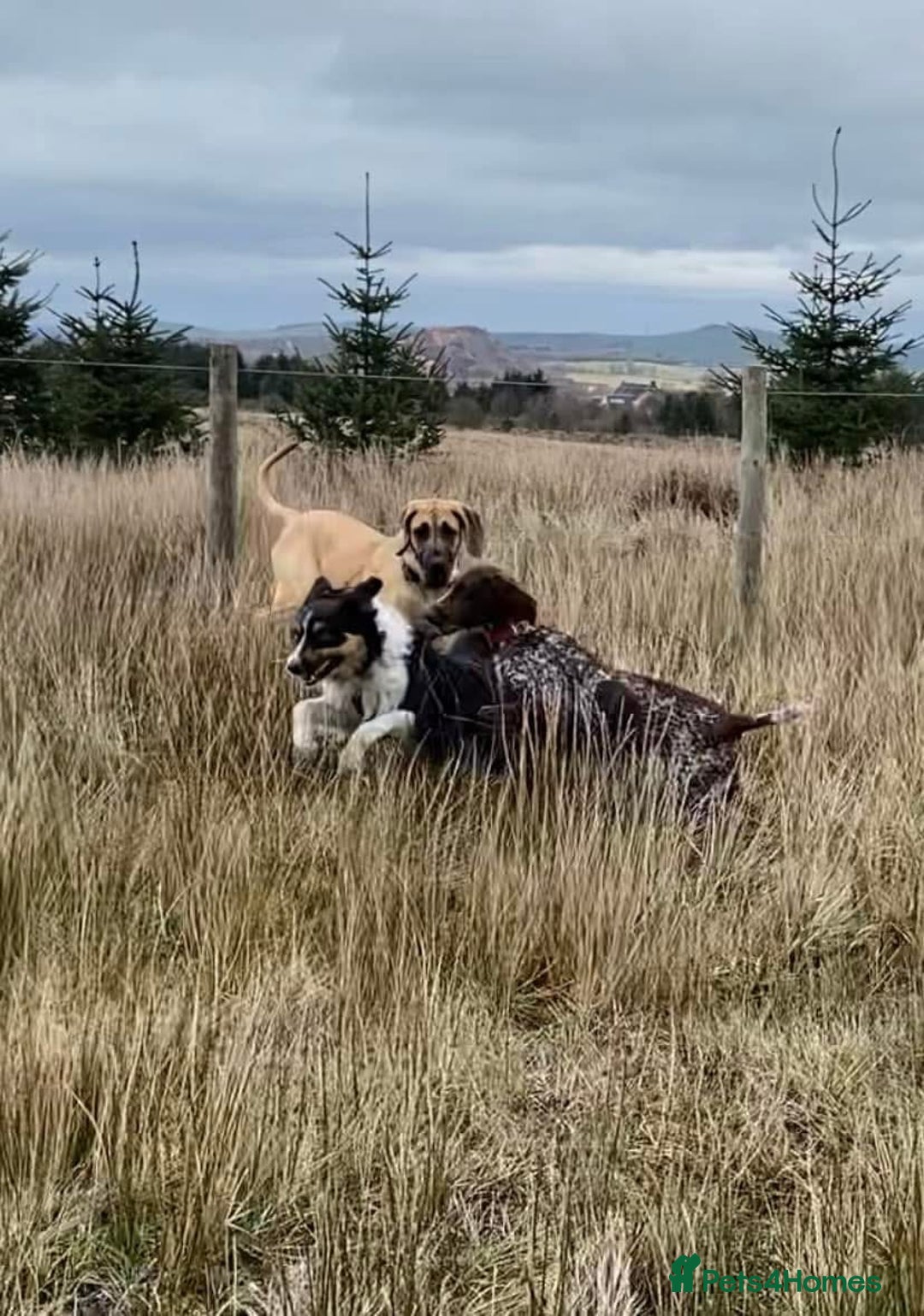 Great Dane dogs for sale: KC Reg Great Dane Female  - Image 22