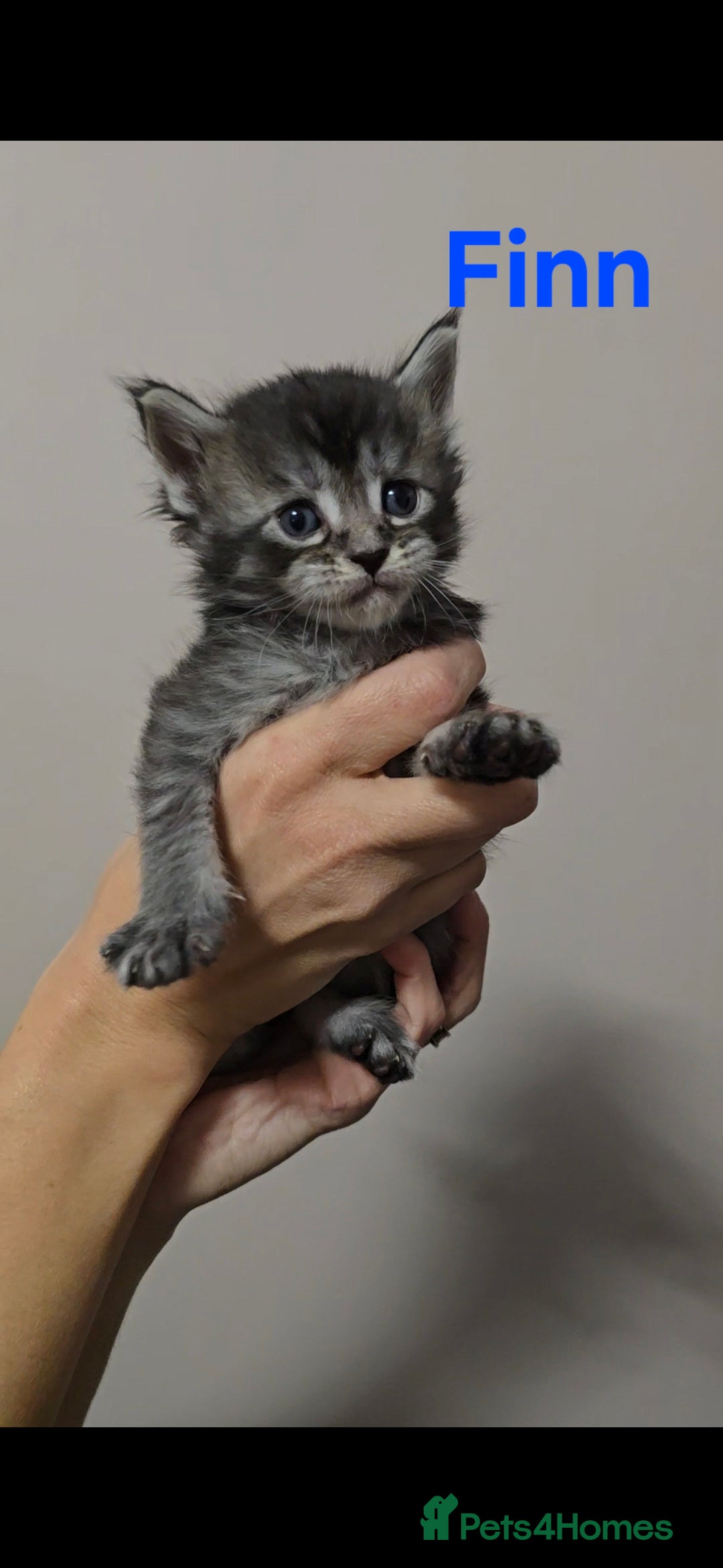 Maine Coon cats for sale: GCCF Maine Coon Kittens  - Advert 6