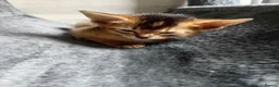 Abyssinian cats for sale: Abyssinian X (Abyssinian X) - Advert 3