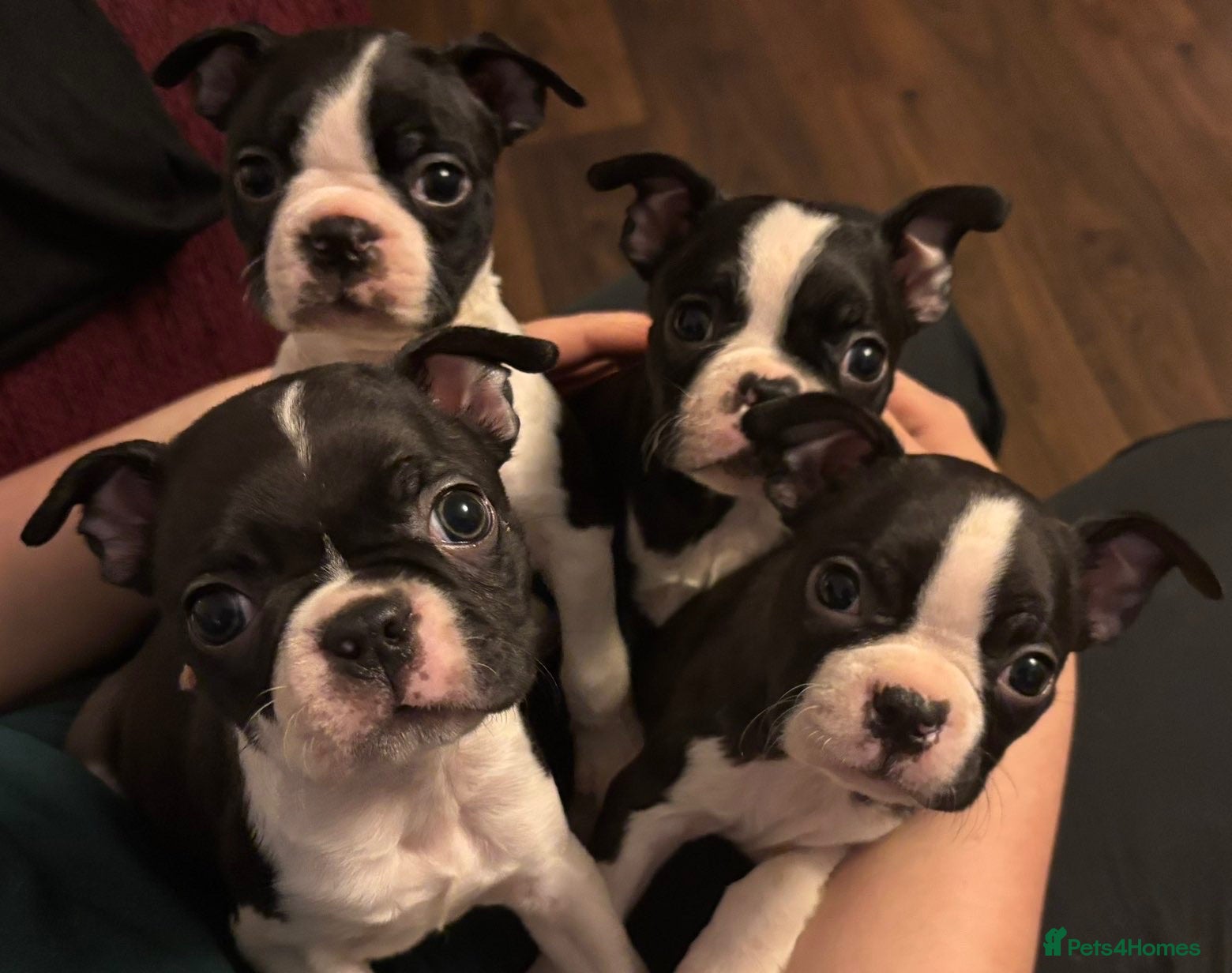 Boston Terrier dogs Beautiful Boston Terrier Puppies  Ready NOW - Advert 6