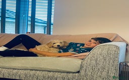 Cavapoo dogs for stud: Loving and gentle Cavapoo for stud - Image 5