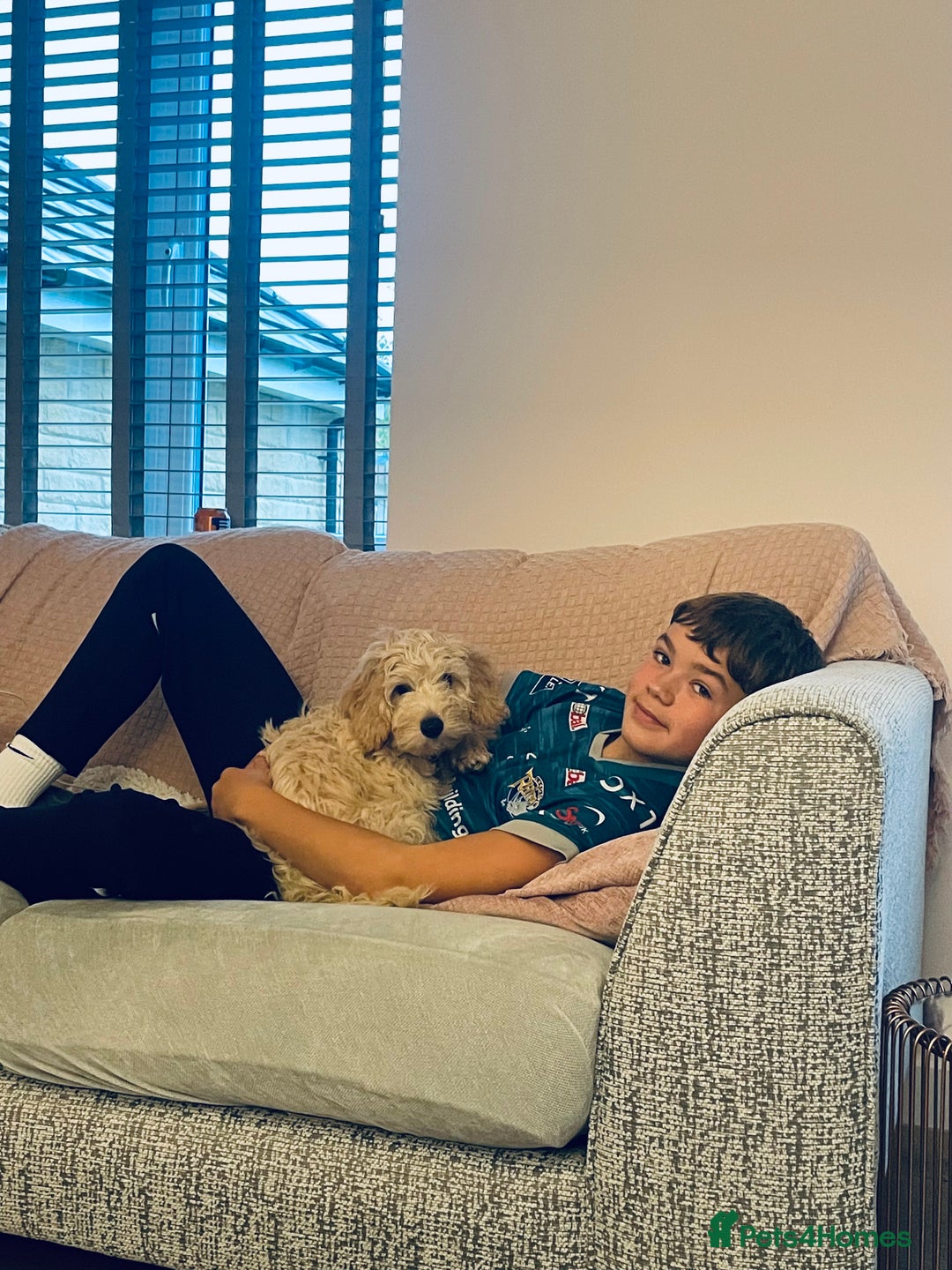 Cavapoo dogs for stud: Loving and gentle Cavapoo for stud - Image 5