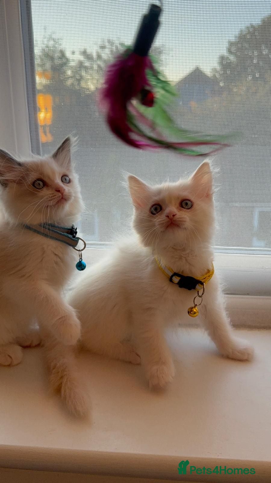 Ragdoll cats The Last two Adorable Blue-Eyed Ragdoll Kittens - Advert 2