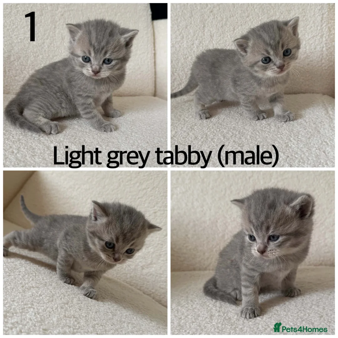 British Shorthair cats for sale: British Shorthair kittens  - Advert 2