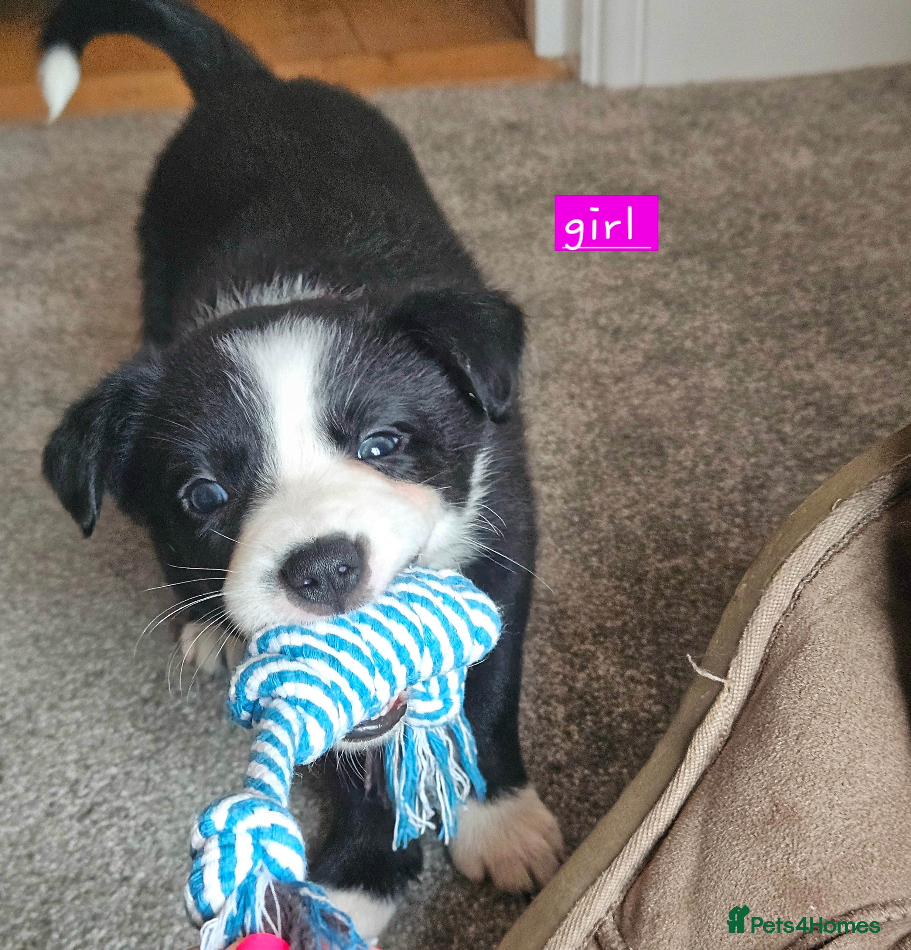 Border Collie dogs 🔥Unique tri border collie pups 🔥 - Advert 2