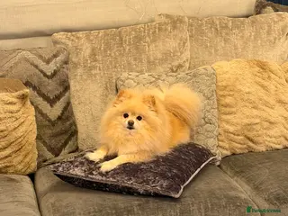 Pomeranian dogs Poppie - Advert 14